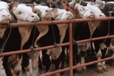 Balıkesir Gönen’de hayvan pazarlarına ‘şap’ tedbiri