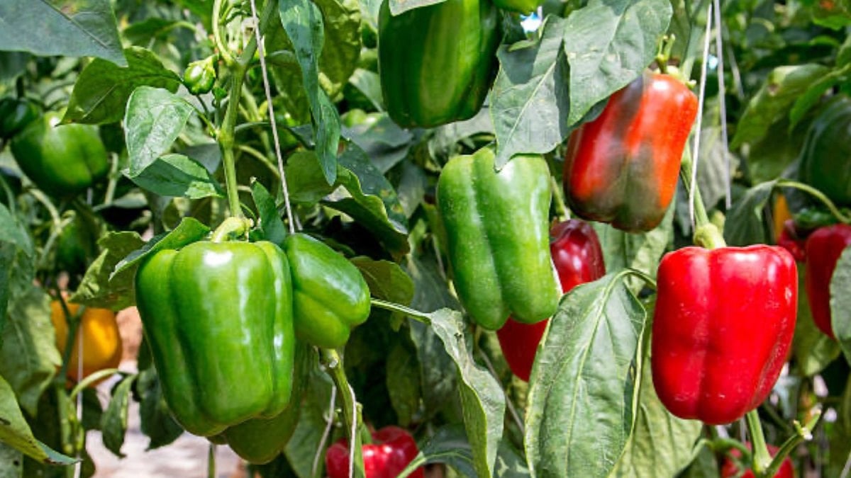 Biberlerin yanına ekilmesi gereken 9 bitki: Böcekleri kovuyor, verimi coşturuyor