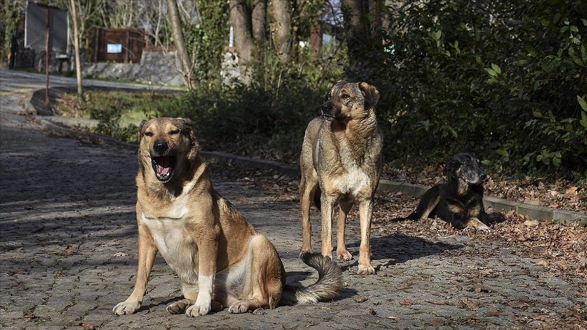 Yenikapı’daki Köpek Saldırısında İdarelere Tazminat Kararı