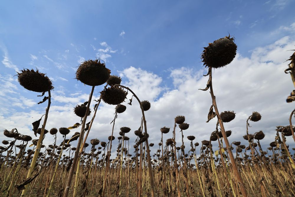 AYÇİÇEK HASAT ŞENLİĞİ SİLİVRİ’DE YAPILDI